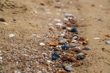 Sea Shells