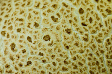 Puffball, a fungus found in the forest.