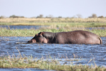Hippo