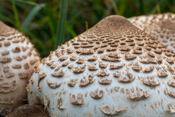 Macrolepiota procera, a mushroom growing in a meadow.