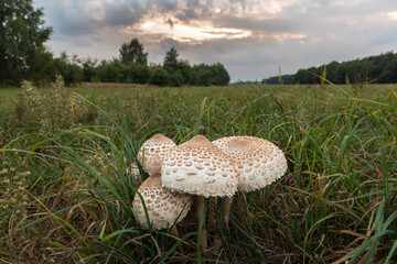 Macrolepiota procera, a mushroom growing in a meadow.