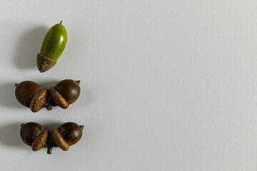 Acorns stacked on a white background, autumn composition.