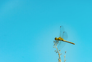 Dragonfly on a branch against the blue sky