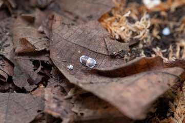 Cubaris sp. Cappuccino. Isopod  crawls on dry leaves and molts itself...