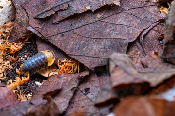 Cubaris sp. Rubber ducky. Isopod  crawls on dry leaves