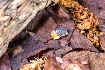 Cubaris sp. Rubber ducky. Isopod  crawls on dry leaves