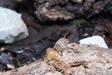 Cubaris sp. Blonde ducky. Isopod  crawl on the rock.