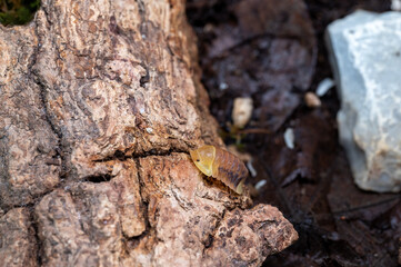 Cubaris sp. Blonde ducky. Isopod  crawl on the rock.