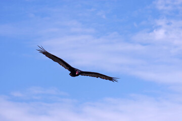 A turkey vulture flying high