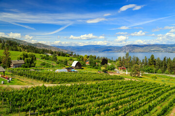 Organic Vineyard Kelowna Okanagan Valley