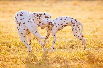 dalmatians playing with each other