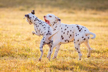 dalmatians playing with each other