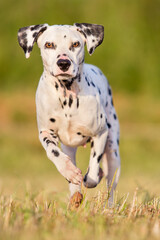 running small dalmatian