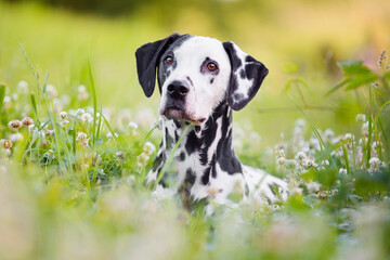 dalmatian lifting head out of grass