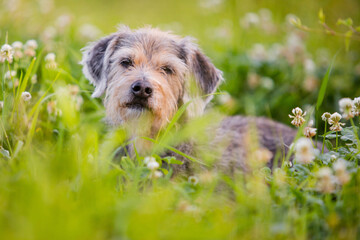 dachshund mix looking through grass