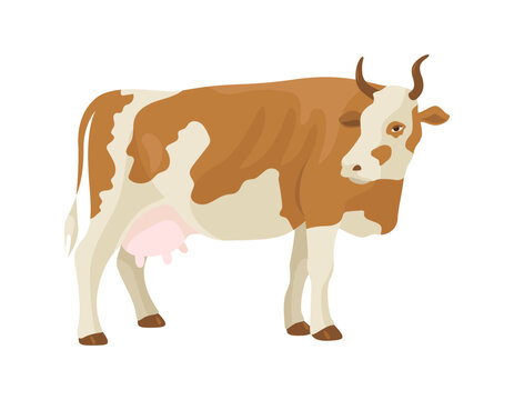 Brown and white spotted cow. Livestock. Vector illustration isolated on a white background.