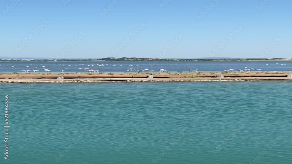 Wall mural Flamands roses sur l’étang du Médard, Occitanie