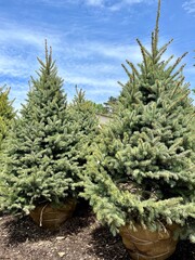 pine tree in a garden