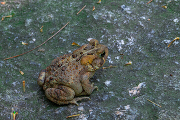 American Toad (Anaxyrus Americanus Amphibian ) Dorsal Portrait With Parotoid Glands On The surface of Its Skin Clearly Visible In The Nature Habitat Sitting On A Glacial Rock