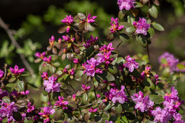 The beginning of flowering of pink rhododendron. Spring flowers. Selective focus, blurred background.