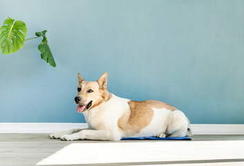 Cute mixed breed dog lying on cool mat looking up on blue wall background