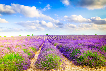 Plakat Lavender summer field