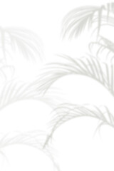 Abstract background of natural shadows tropical leaves overlay on a white wall background, summer seasonal concept.
