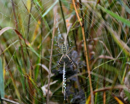 Spider female argiope brindle on a trapping web