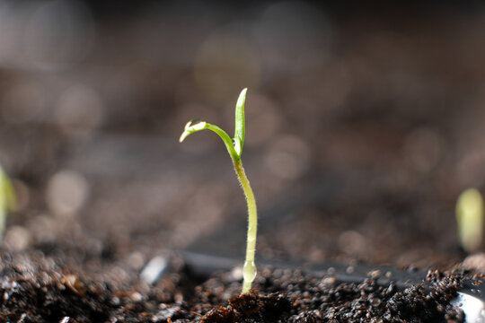 Growing tomatoes from seeds, step by step. Step 4 - the first sprout.