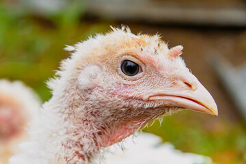 Turkey cubs. Little turkeys. Feeding and caring for birds.