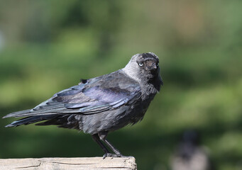 Western jackdaw