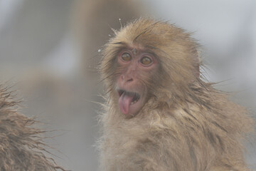 表情のある猿の赤ちゃん