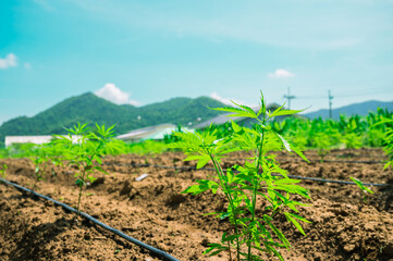 Fototapeta na wymiar Marijuana leaves, cannabis plants,Industrial Marijuana Greenhouse Grow Operation