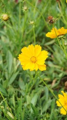 beautiful yellow flower in bloom on blur background	