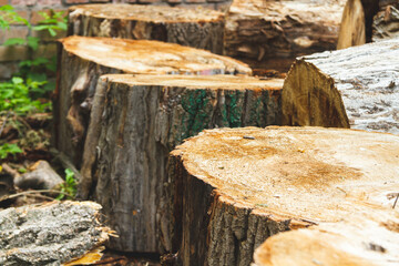 The problem of deforestation. Export of timber from the country.
