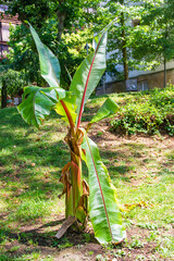 Enset or ethiopian banana