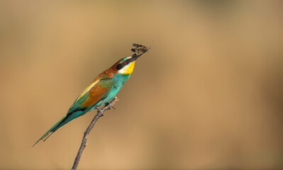 Rainbow Bee Bird perched on a tree branch with a thorn butterfly in its beak . The bird comes from a bird family called Meropidae and is found in Turkey.