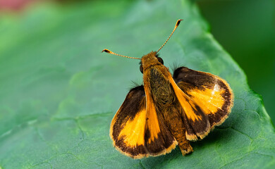Zabulon skipper butterfly at rest on a green leaf in the summer day