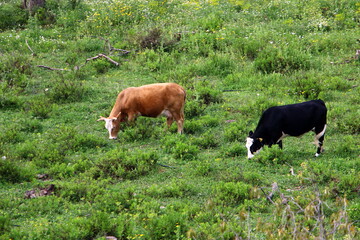 A herd of cows is grazing in a forest clearing.