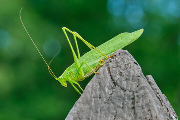 Northern bush katydid sits on a pointed fence post