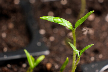 Growing tomatoes from seeds, step by step. Step 6 - many sprouts sprouted.