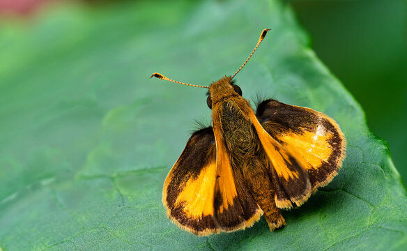 Zabulon skipper butterfly at rest on a green leaf in the summer day