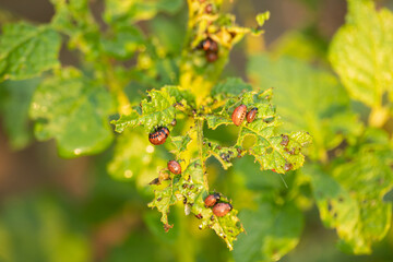 Larvae of the colorado potato beetle damage potato leaves. 