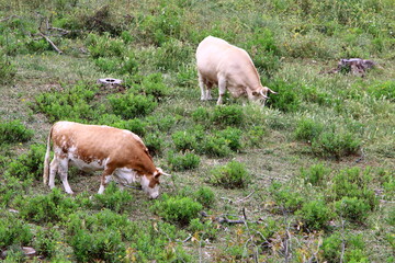 A herd of cows is grazing in a forest clearing.