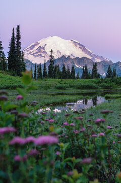 Mt Rainier With Wild Flowers Before Sunrise