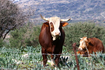 A herd of cows is grazing in a forest clearing.