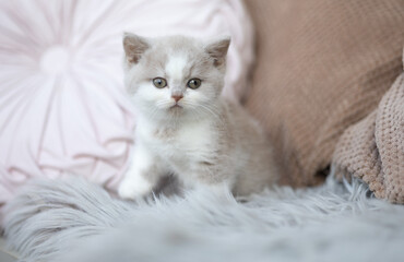 Obraz na płótnie Canvas Britisch Kurzhaar Kitten Katze edel und imposant