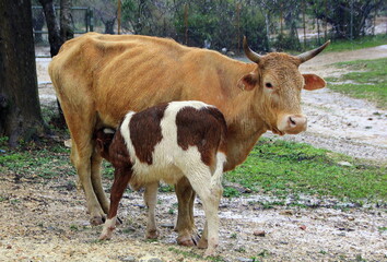 A herd of cows is grazing in a forest clearing.