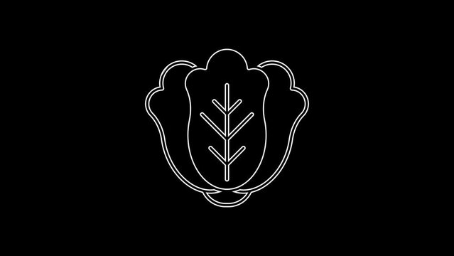 White line Fresh cabbage vegetable icon isolated on black background. 4K Video motion graphic animation