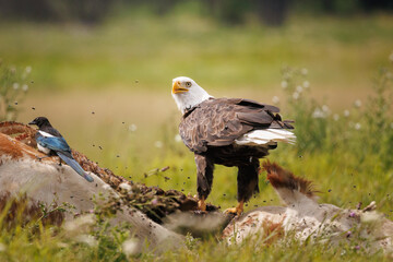 A bald eagle and a magpie sit atop a carcass